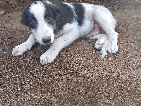 ❤️❤️“Dylan, cucciolo orfano di amore: aiutalo a riscrivere la sua storia” Foto 2